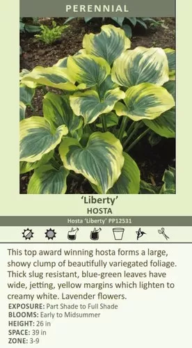 Hosta LIBERTY PP#12,531 (25) BR Plants