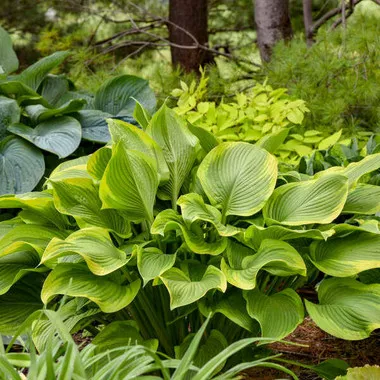 Hosta 'Lone Star' PP35134 (20)ct Flat