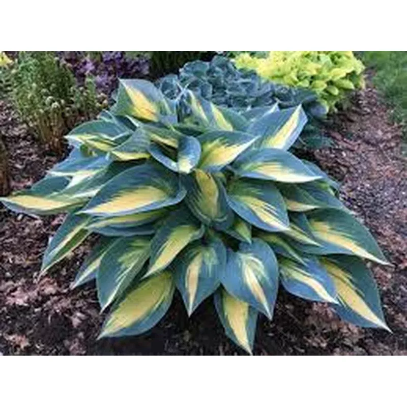 hosta-magic-island Hosta 'Magic Island'
