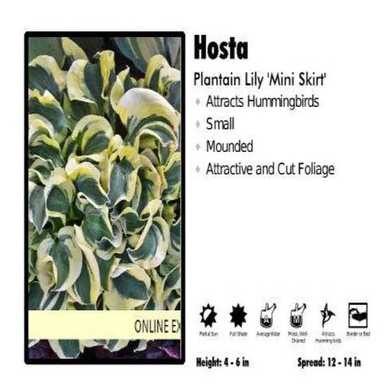hosta-mini-skirt Hosta 'Mini Skirt'