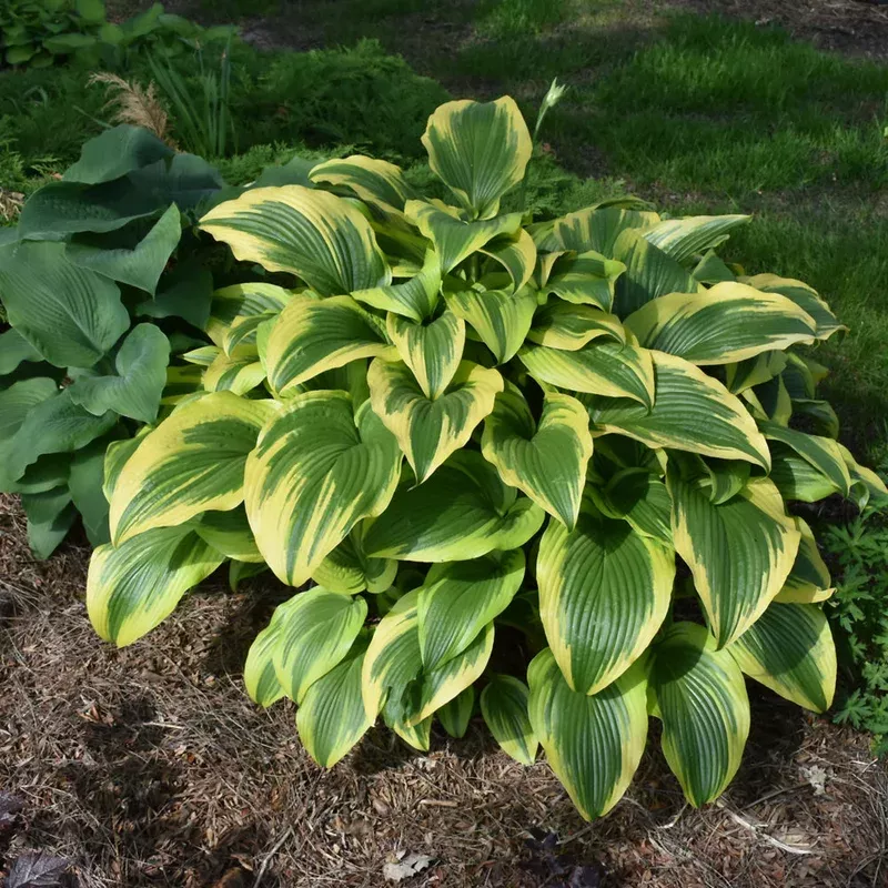 hosta-montana-aureomarginata Hosta montana 'Aureomarginata'