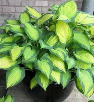 hosta-orange-marmalade-pp16742-20-ct-flat Hosta ORANGE MARMALADE PP16742 (20)ct Flat