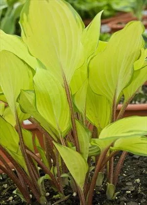 hosta-paradise-island-pp20798-20-ct-flat Hosta PARADISE ISLAND PP20798 (20)ct Flat