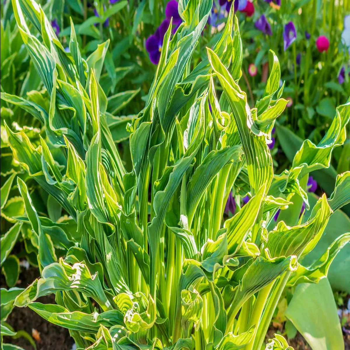 Hosta Praying Hands – Marginal Pond Plants – BPP048 – 3 | 7cm