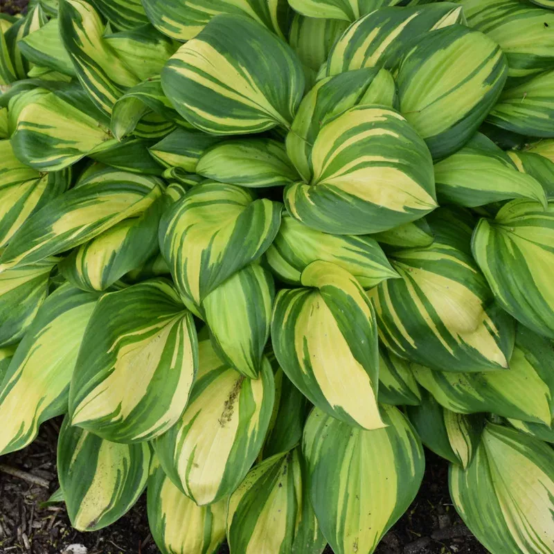 hosta-rainbows-end Hosta 'Rainbows End'