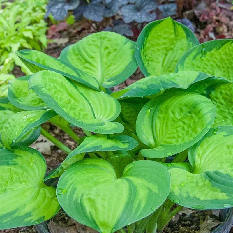 hosta-rainforest-sunrise Hosta 'Rainforest Sunrise'