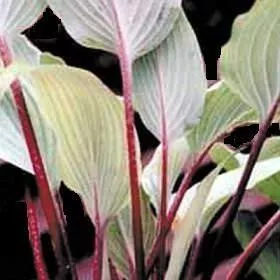 hosta-red-october-20-ct-flat Hosta RED OCTOBER (20)ct Flat