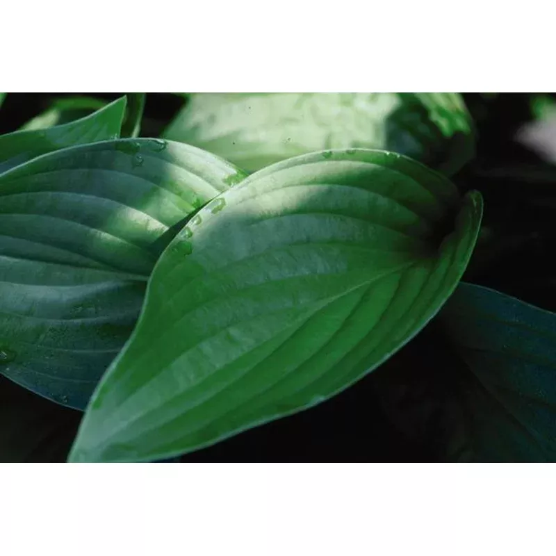 hosta-royal-standard Hosta 'Royal Standard'