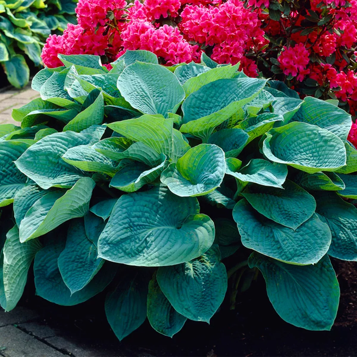 hosta-sieboldiana Hosta - Sieboldiana