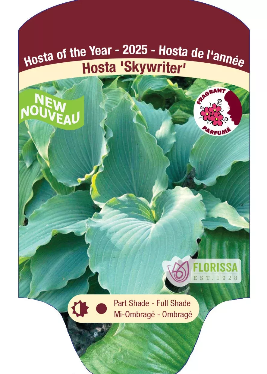hosta-skywriter Hosta 'Skywriter'