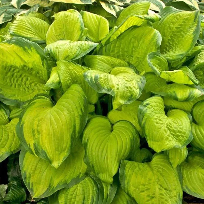hosta-stained-glass Hosta 'Stained Glass'