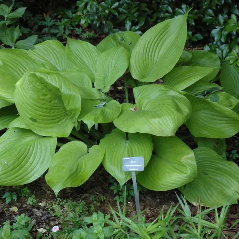hosta-sum-substance Hosta 'Sum and Substance'