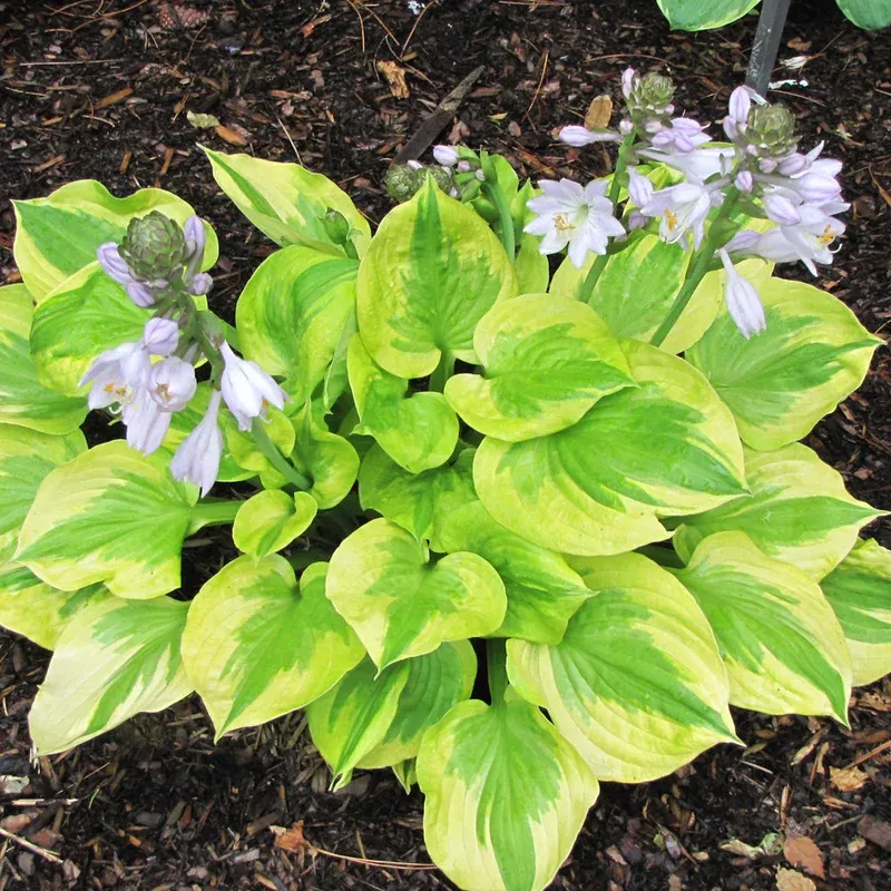 hosta-summer-breeze Hosta 'Summer Breeze'
