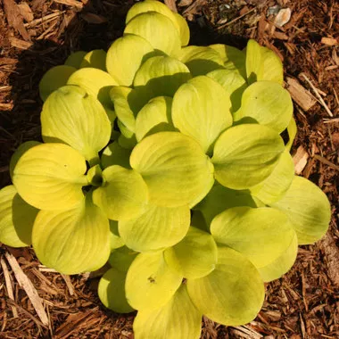 Hosta Sun Mouse PPAF (20)ct Flat