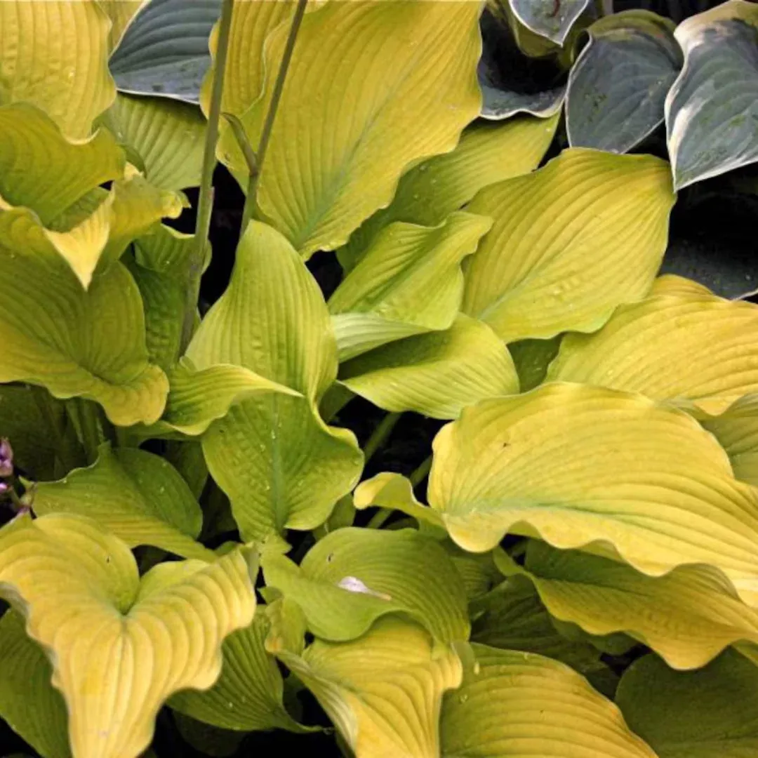 hosta-sun-power Hosta 'Sun Power'