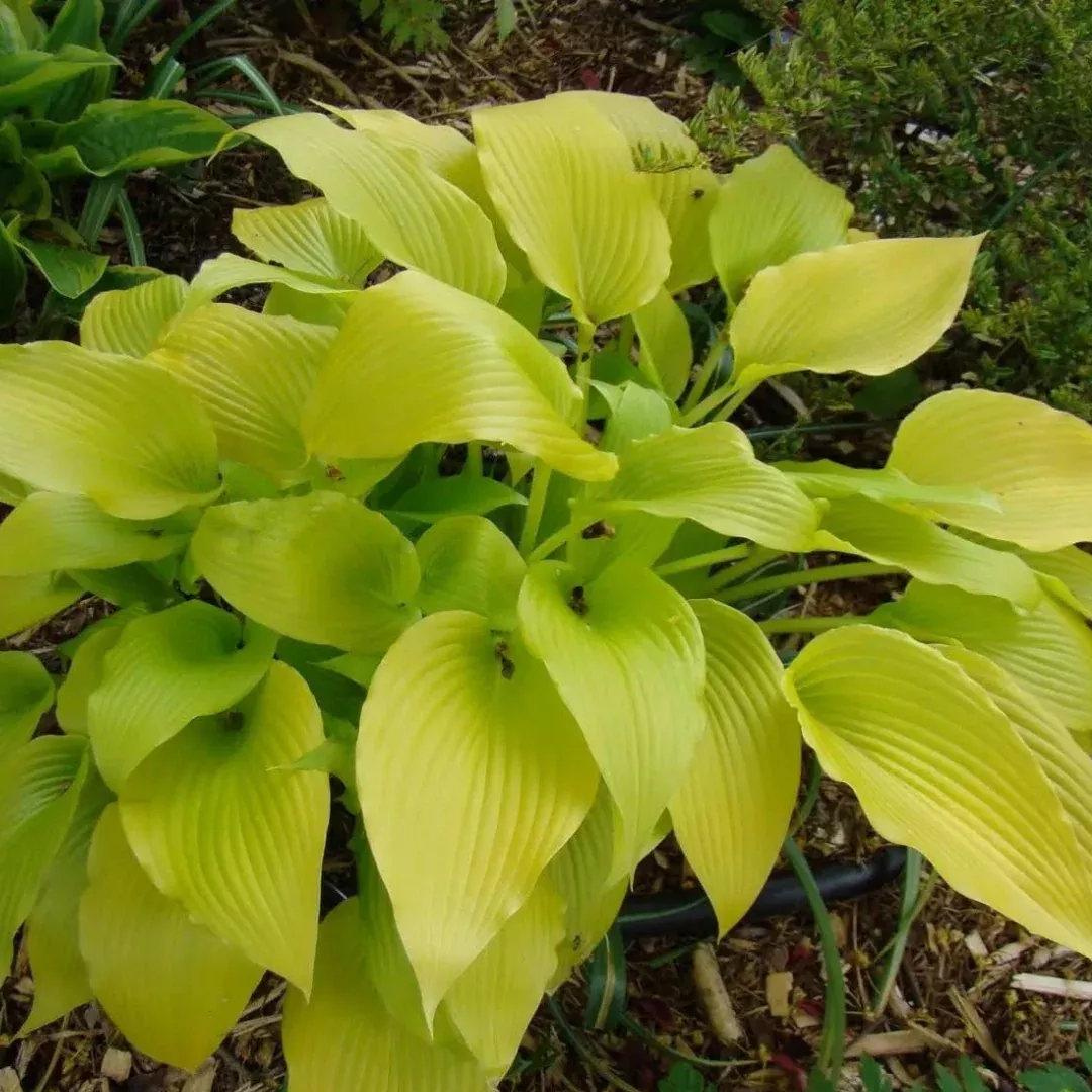 hosta-sunny-halcyon Hosta 'Sunny Halcyon'