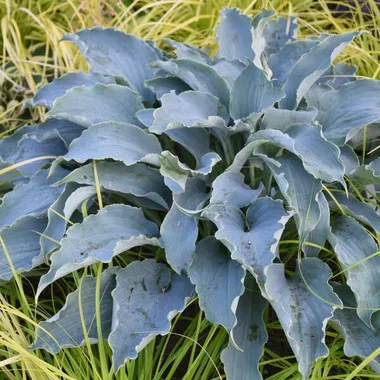 Hosta 'Tears in Heaven' PP33297 (20)ct Flat