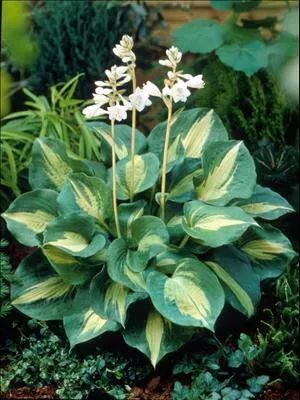 hosta-thunderbolt-pp14232-20-ct-flat Hosta THUNDERBOLT PP14232 (20)ct Flat