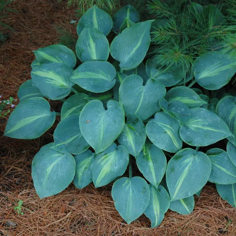 hosta-touch-class Hosta 'Touch of Class'