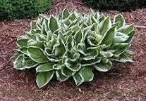 hosta-undulata-albomarginata-25-br-plants Hosta'Undulata Albomarginata'(25) BR Plants