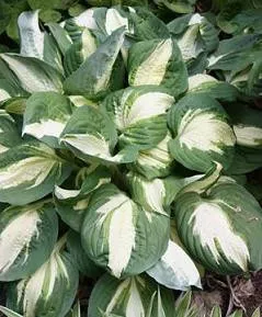 hosta-vulcan-20-ct-flat Hosta 'Vulcan' (20)ct Flat