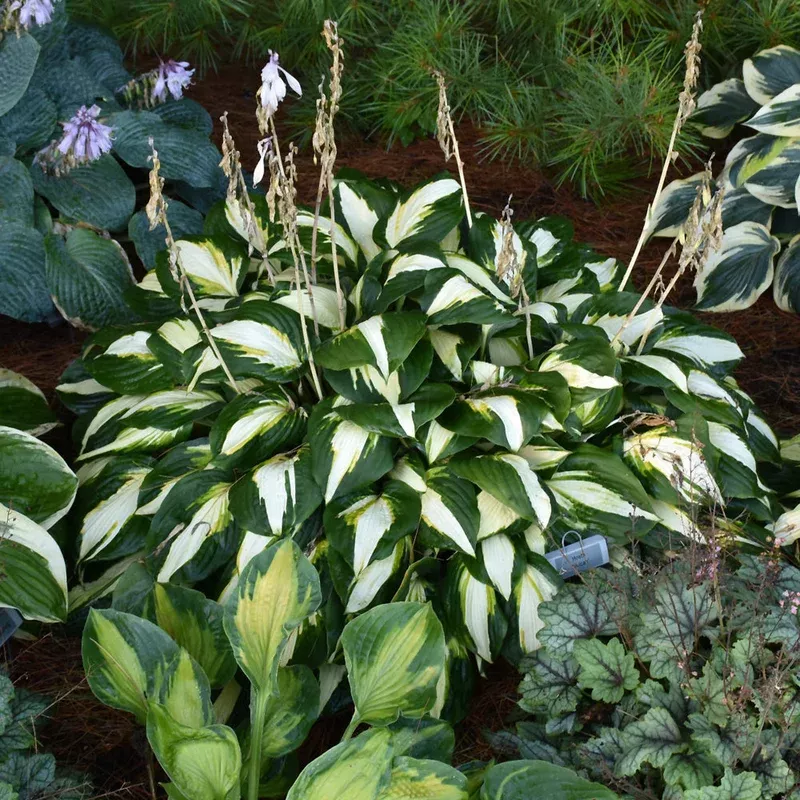 hosta-vulcan Hosta 'Vulcan'