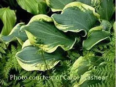 hosta-wheee-pp23565-4-1-gallons Hosta 'Wheee!' PP23565 (4) 1-gallons