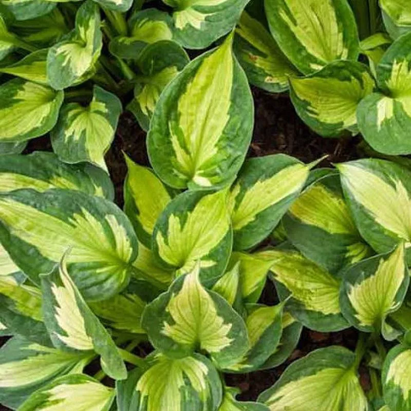 Hosta - Whirlwind