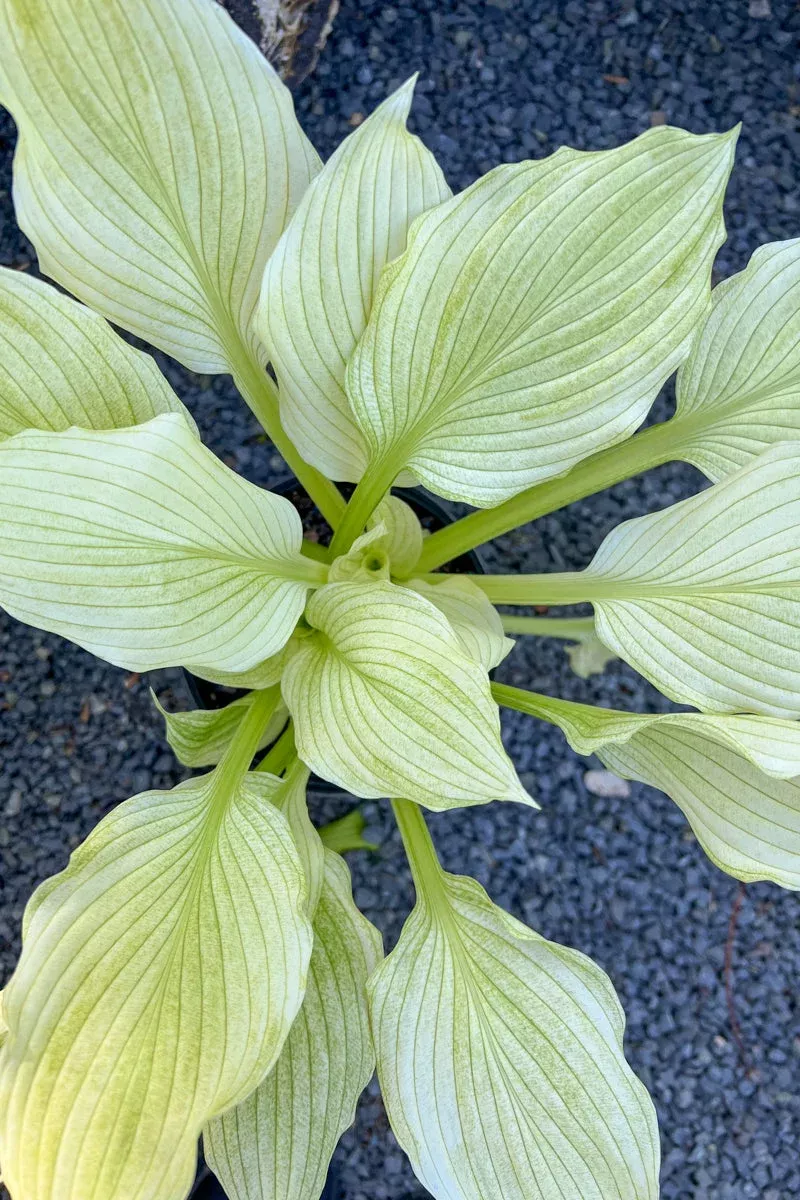 Hosta - White Feather