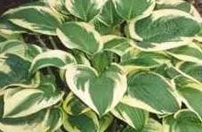hosta-wide-brim-25-br-plants Hosta 'Wide Brim' (25) BR Plants