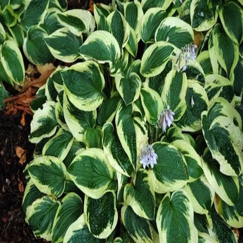 hosta-wide-brim Hosta 'Wide Brim'