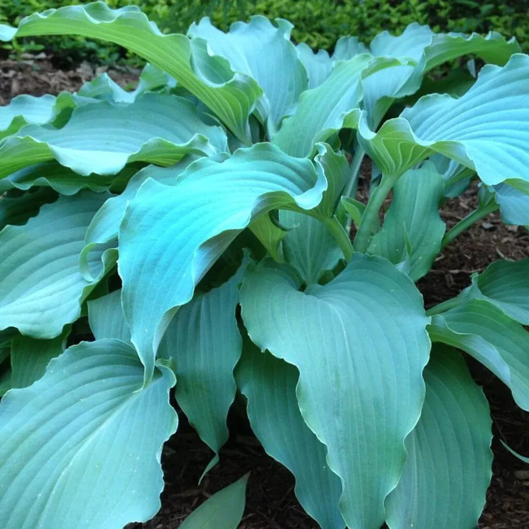 hosta-wind-beneath-my-wings Hosta 'Wind Beneath My Wings'