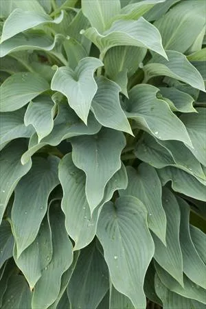 hosta-yankee-blue-25-br-plants Hosta YANKEE BLUE (25) BR Plants