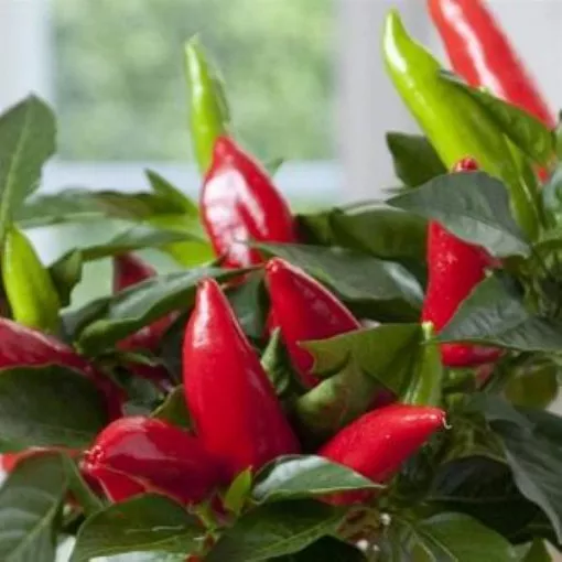 hot-burrito-pepper-seeds Hot Burrito Pepper Seeds
