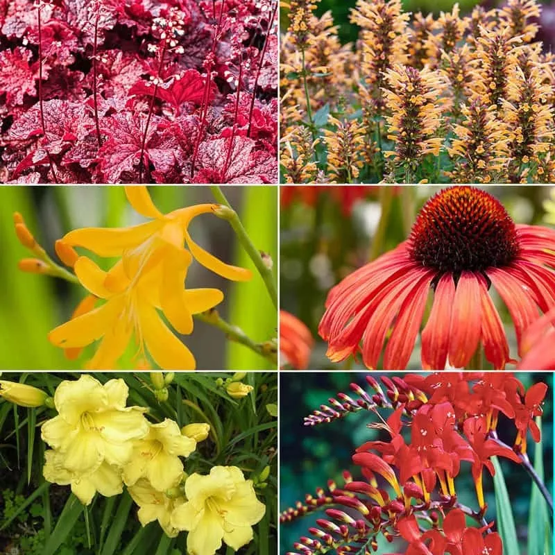 hot-color-perennial-garden Hot Color Perennial Garden