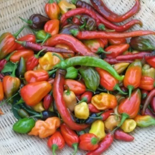 hot-happy-mix-pepper-seeds Hot and Happy Mix Pepper Seeds