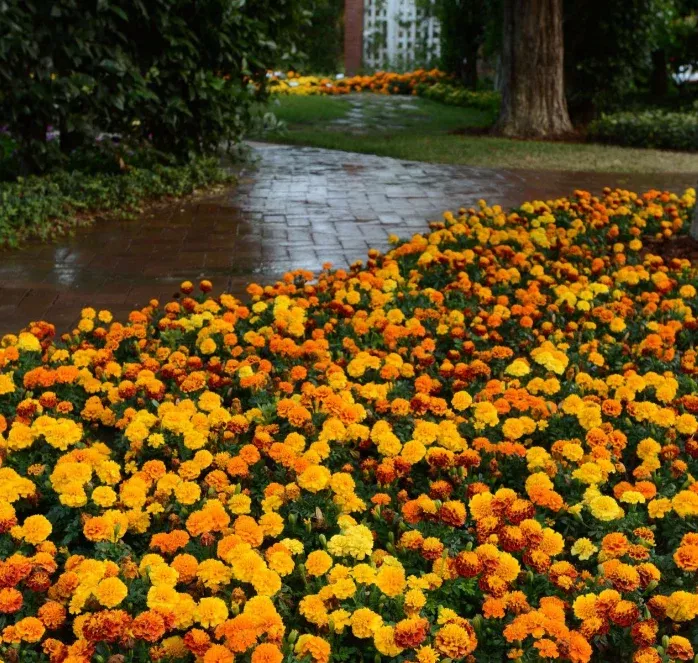 hot-pak-mix-marigold-seeds Hot Pak Mix Marigold Seeds