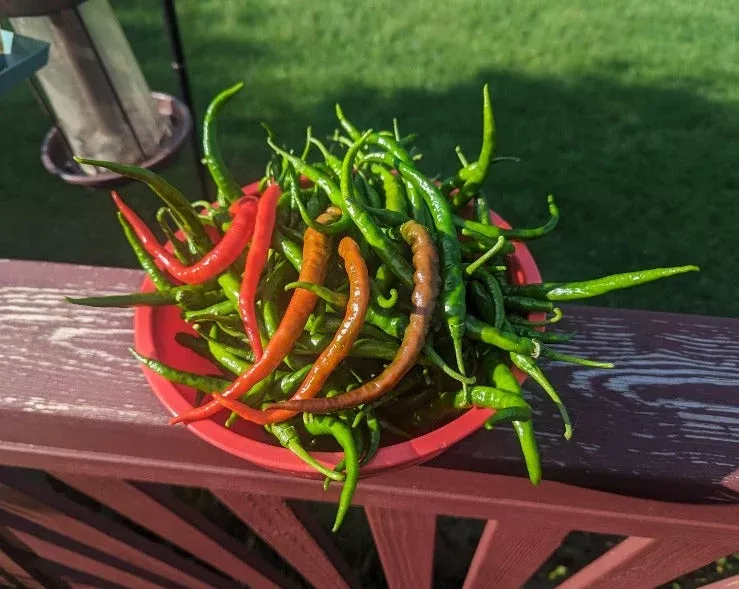 hot-pepper-aruna Hot Pepper-Aruna