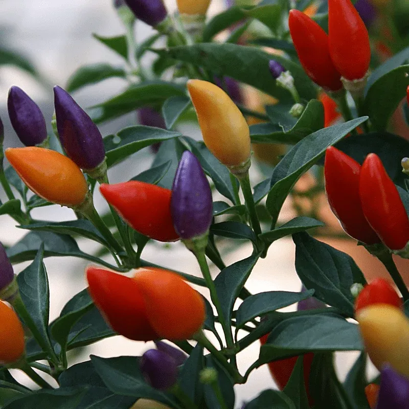 hot-pepper-chinese-five-color Hot Pepper: Chinese Five-Color