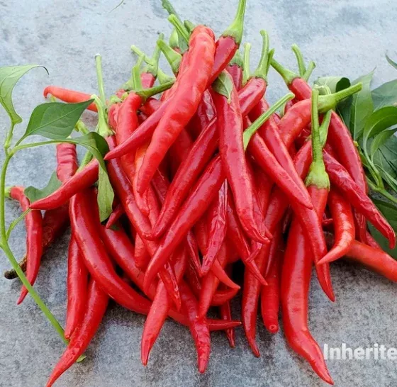 hot-pepper-guntur-chilli Hot Pepper: Guntur Chilli
