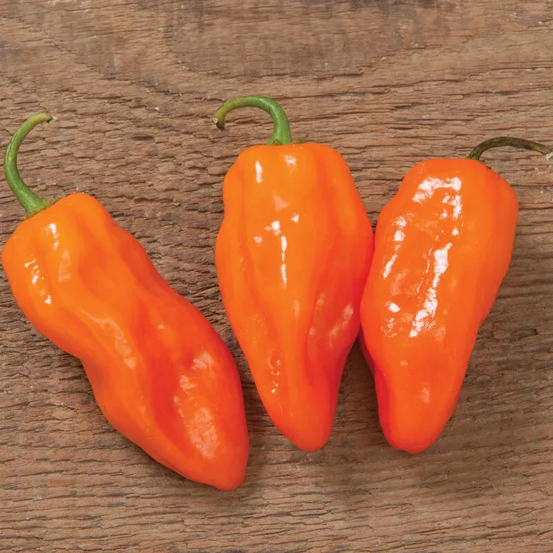 hot-pepper-helios-habanero Hot Pepper: Helios Habanero
