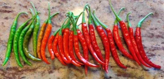 hot-pepper-jyoti Hot Pepper-Jyoti