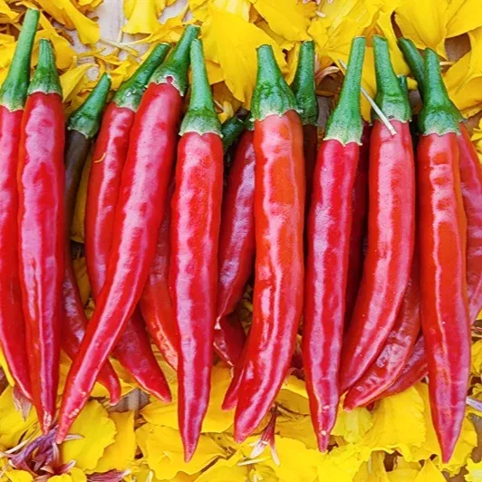 Hot Pepper: Mathania Chili