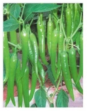 hot-pepper-mohini Hot Pepper-Mohini