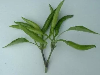 hot-pepper-phuljadi Hot Pepper-Phuljadi