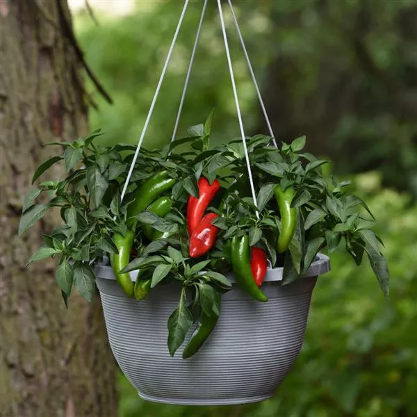hot-pepper-pot-peno Hot Pepper 'Pot-a-Peno'