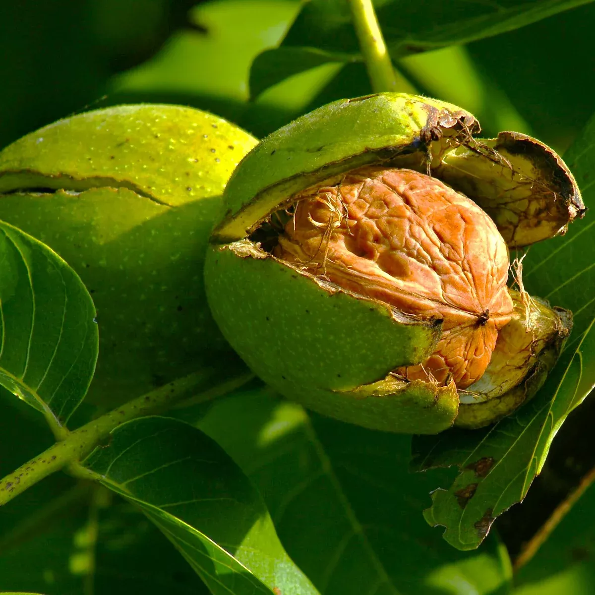 howard-english-walnut-tree Howard English Walnut Tree
