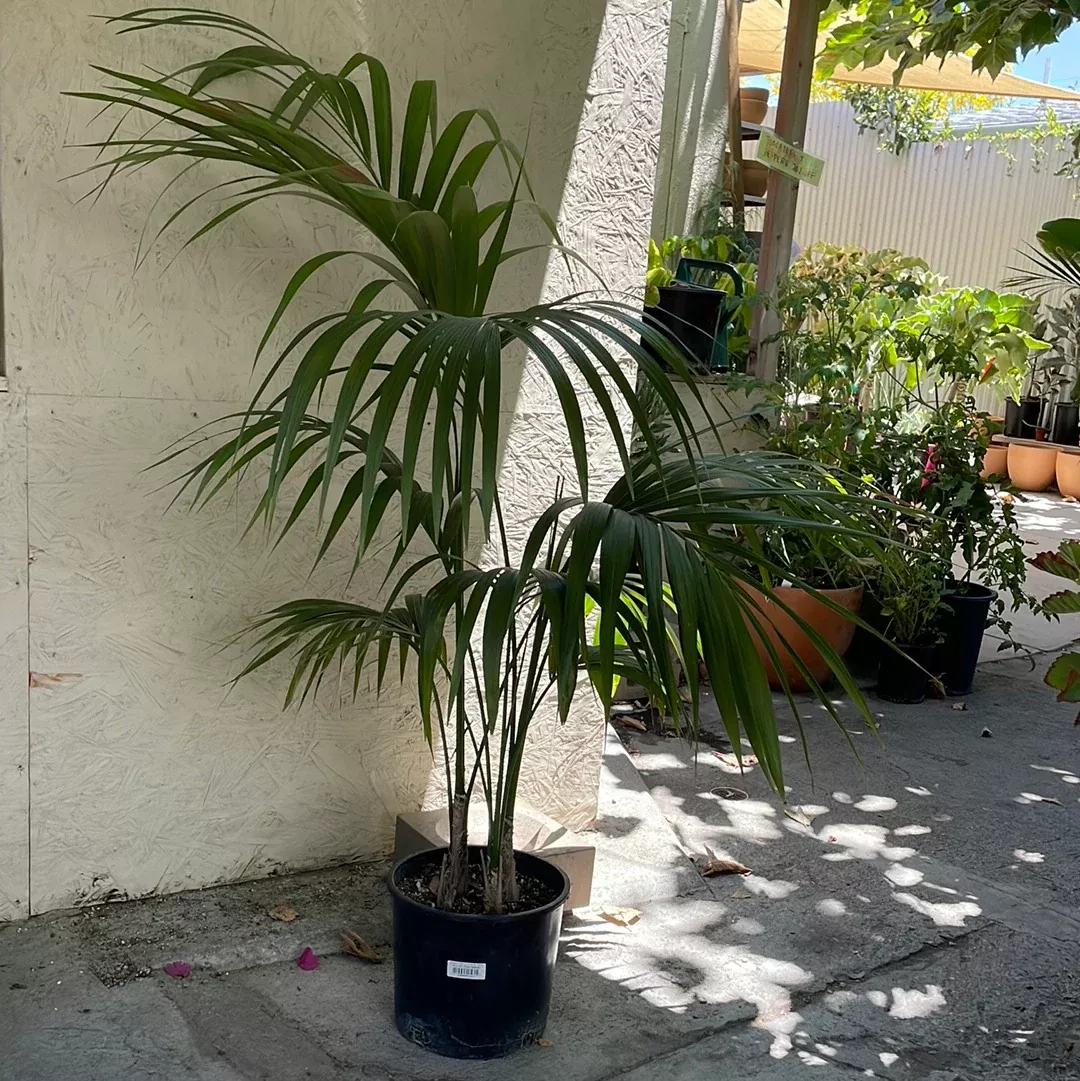 howea-forsteriana-kentia-palm Howea forsteriana (Kentia Palm)