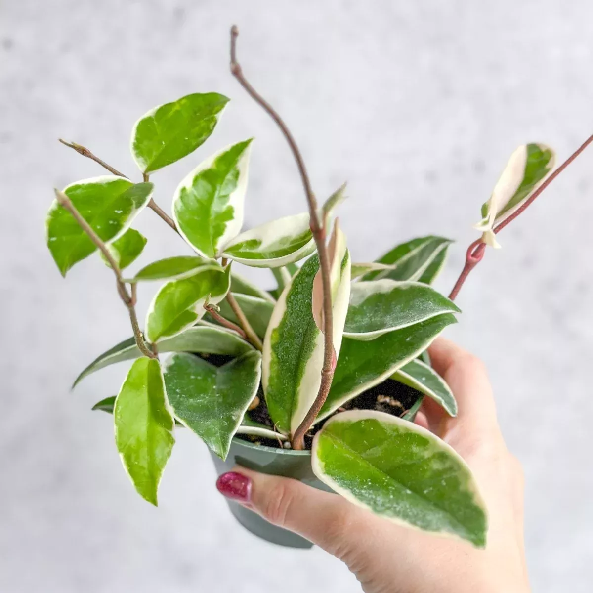 hoya-carnosa-krimson-queen-wax-plant Hoya Carnosa 'Krimson Queen' Wax Plant