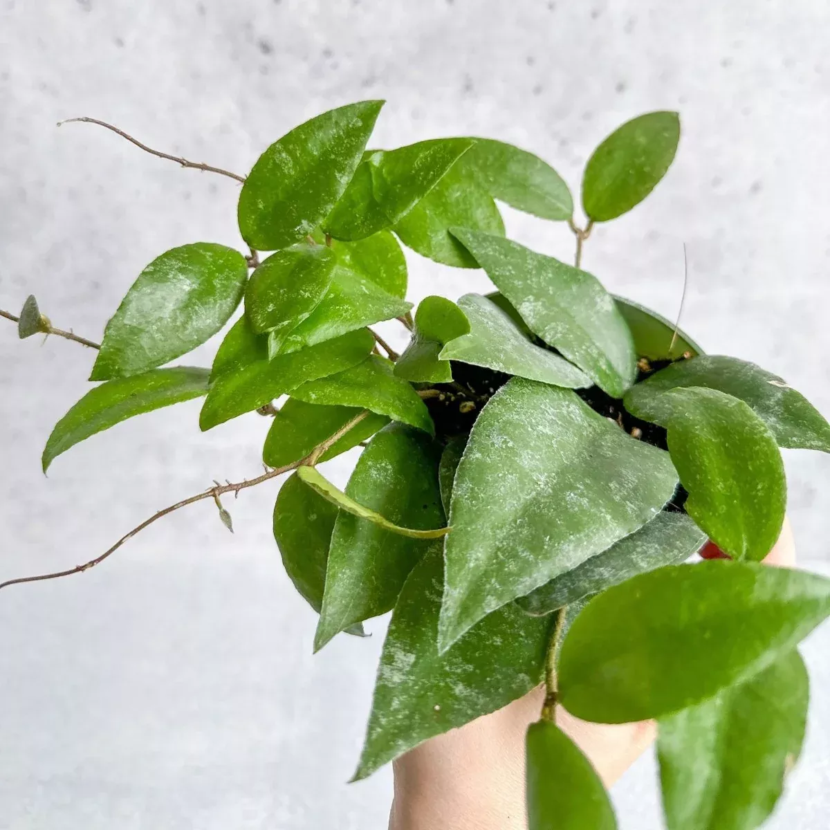 hoya-caudata-sumatra-wax-plant Hoya Caudata Sumatra Wax Plant